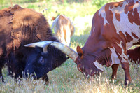 Bison Bull and Ankole- Watusi Bull
