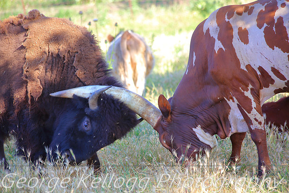 Bison Bull and Ankole- Watusi Bull