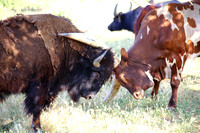 Bison Bull and Ankole-Watusi Bull (4)