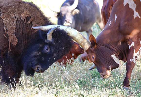 Bison Bull and Ankole-Watusi Bull (5)
