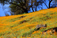 CA Poppies March 2016