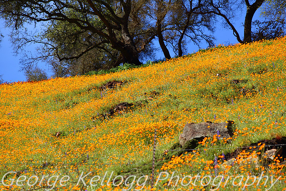 CA Poppies March 2016